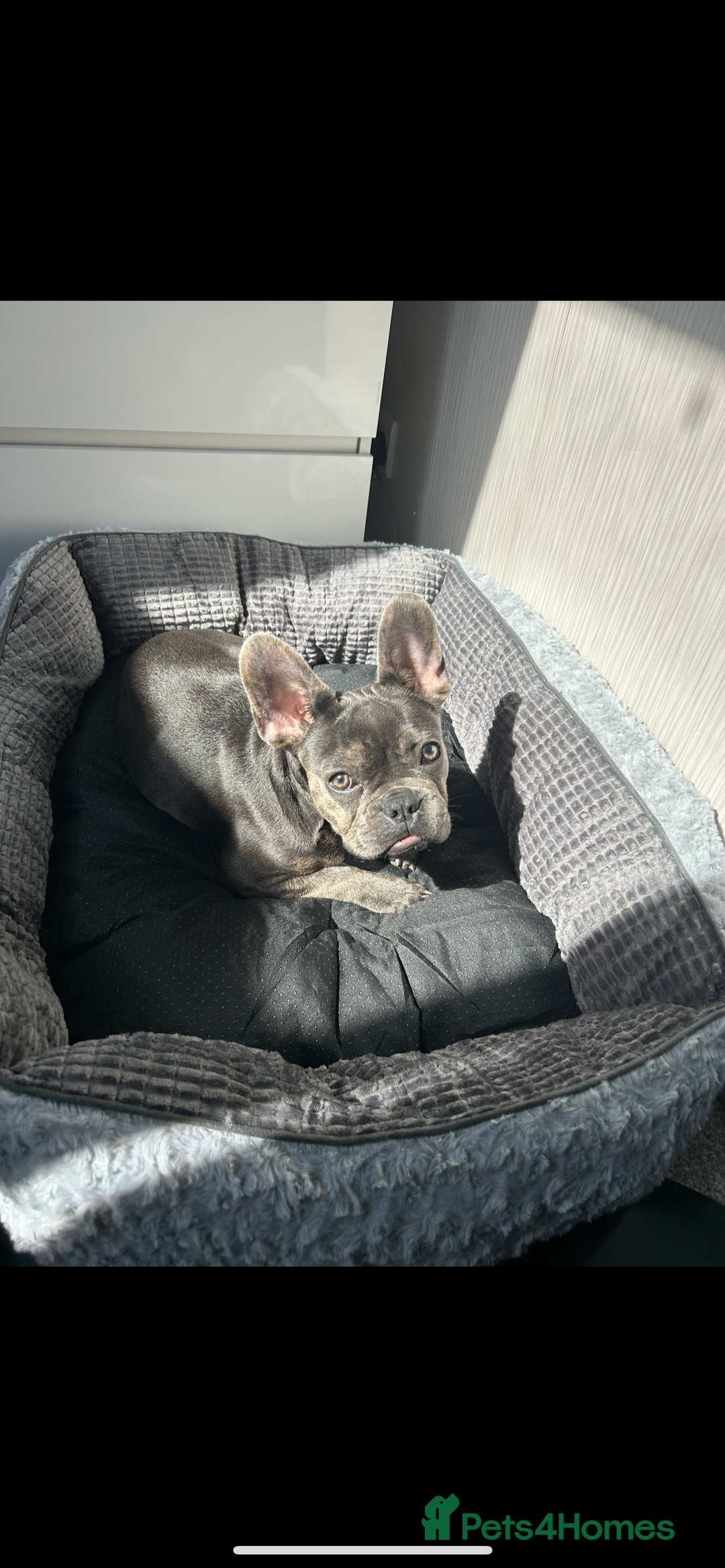 French Bulldog dogs for sale: French Bulldog - Image 1