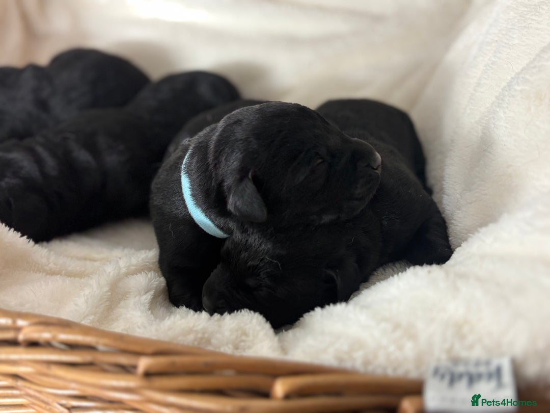 Labrador Retriever dogs for sale: Chunky Labrador Puppies  - Advert 4