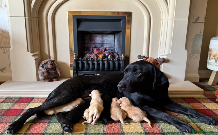 Labrador Retriever dogs - Advert 14