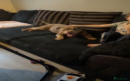 American Bully dogs for sale: Male and female  - Image 5
