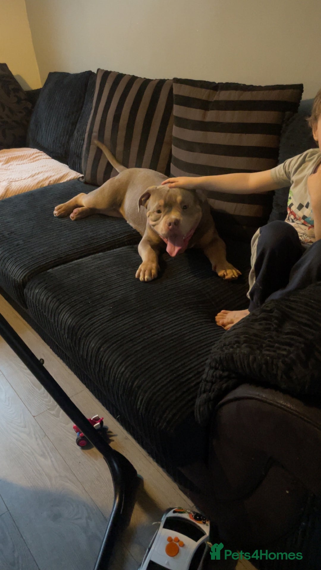 American Bully dogs for sale: Male and female  - Image 5