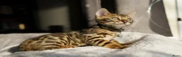 Bengal cats for sale: ONLY 4 LEFT - HEALTH/DNA TESTED BENGALS - Advert 32