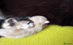 Mixed Breed cats for sale: 3 gorgeous tortoiseshell kittens  - Image 6