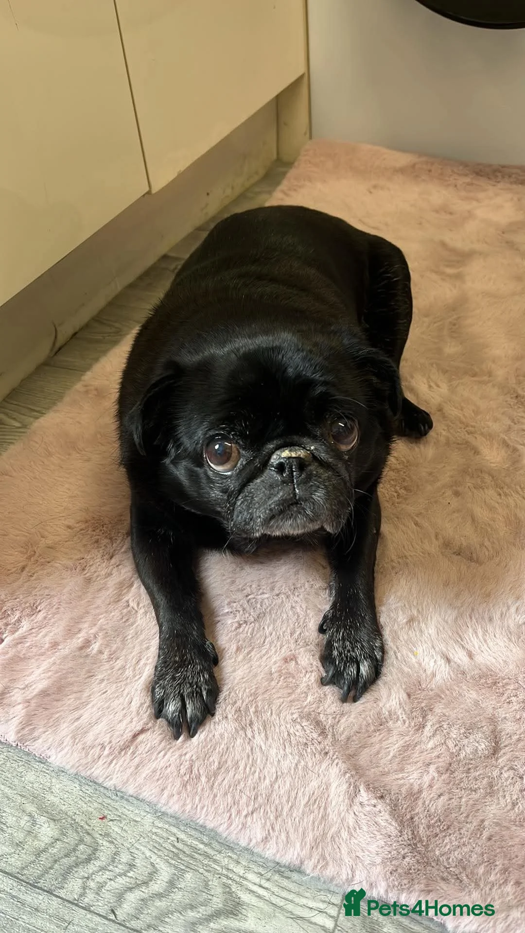 Pug dogs for sale: 10 year old pug need a home  in Bolton - Advert 2