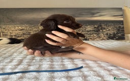 Springador dogs for sale: Chocolate Springador Puppies – Ready Soon! 🐾 - Image 4