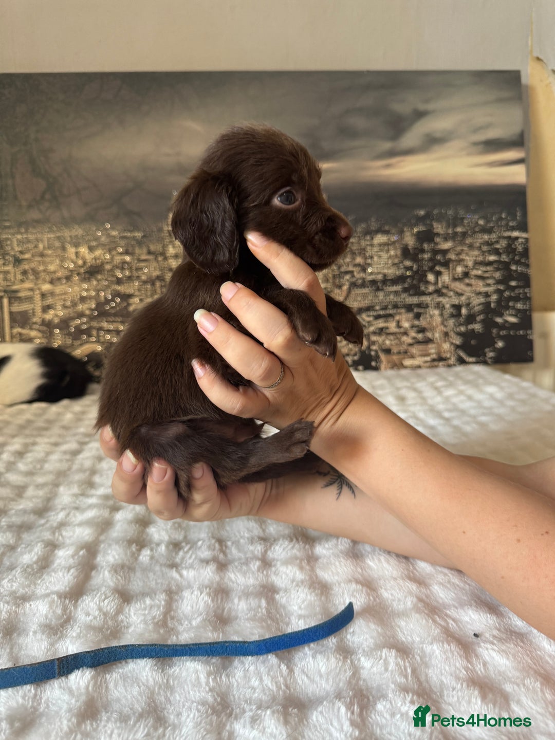 Springador dogs for sale: Chocolate Springador Puppies – Ready Soon! 🐾 - Image 4