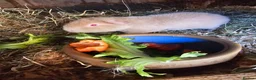 Guinea Pig rodents for sale: Male beautiful Teddy guinea pig - Advert 3