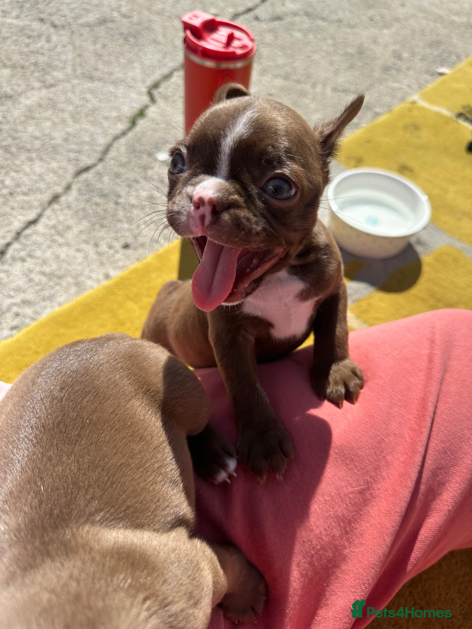 Boston Terrier dogs KC Registered Boston Terrier pups  - Advert 1