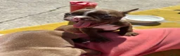 Boston Terrier dogs for sale: KC Registered Boston Terrier pups  - Advert 23