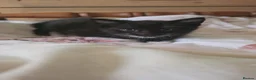 Domestic Shorthair cats for sale: Fluffy kittens - Advert 29
