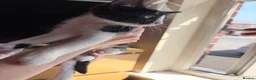 Mixed Breed cats for sale: 3 cute kittens ready for forever home  - Advert 4