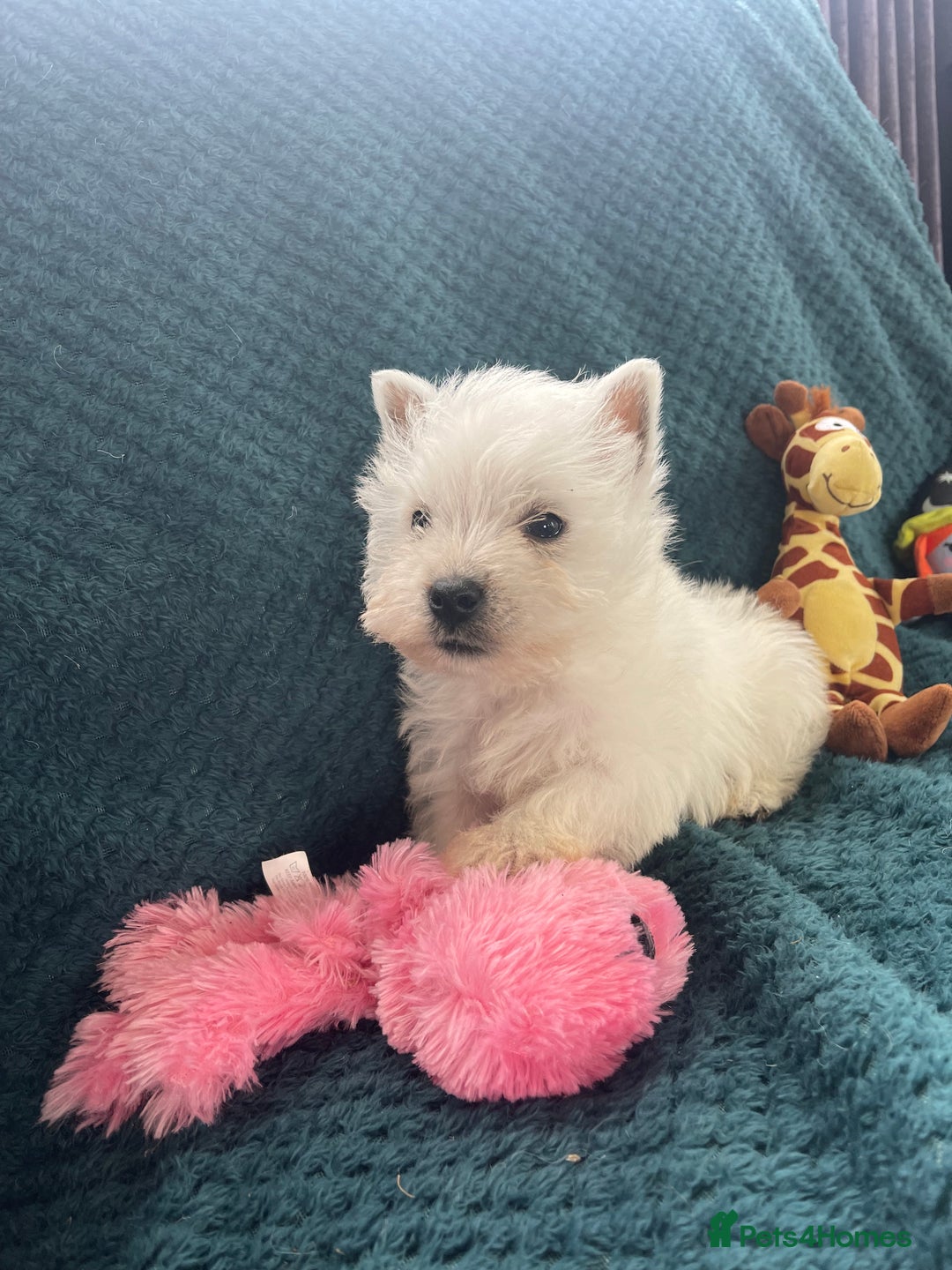 West Highland Terrier dogs for sale: KC registered west highland white puppues - Image 7