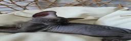 Sphynx cats for sale: Beautiful Canadian Sphynx Kittens Available 💎 - Advert 23