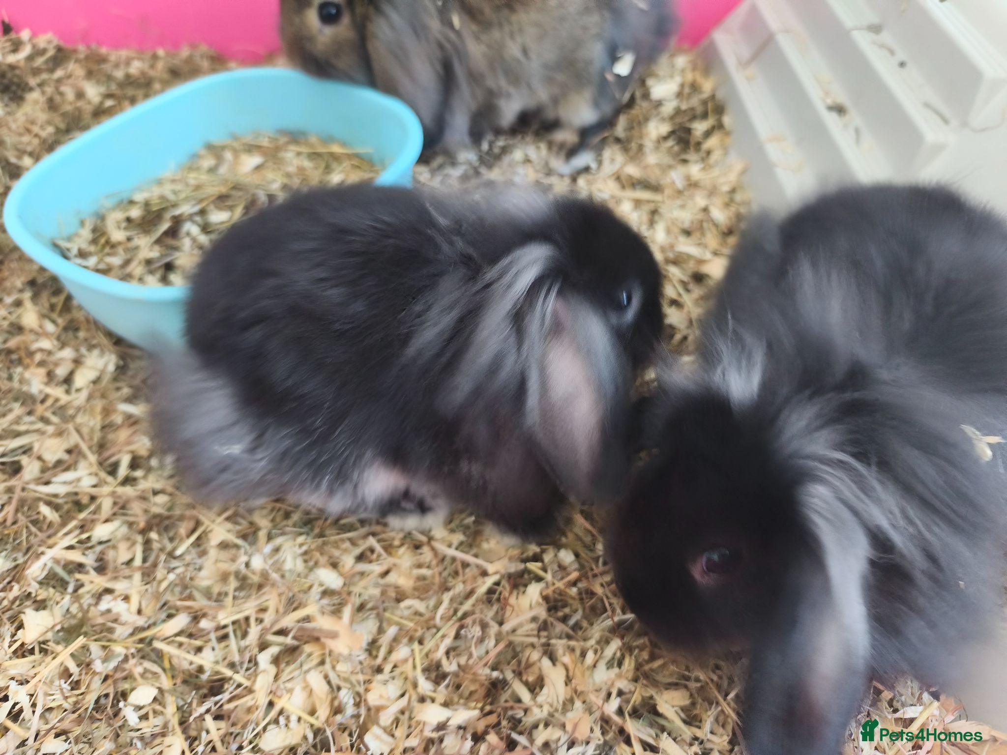 Mini Lop rabbits Black Otter Mini Lion Lops ready 10th July  - Advert 2