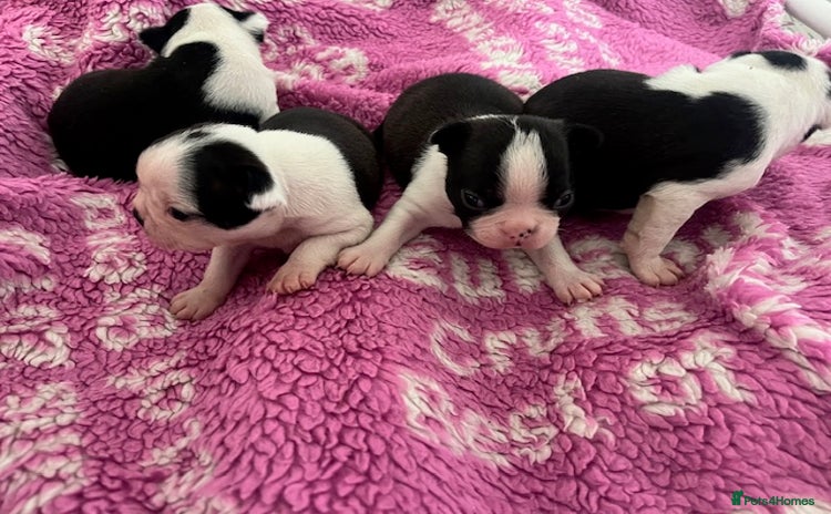 Boston Terrier dogs - Advert 1