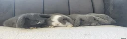 Mini Lop rabbits for sale: Gorgeous Baby Mini Lops - Advert 8