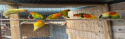 Lovebirds birds for sale: Fischer lovebirds  - Advert 1