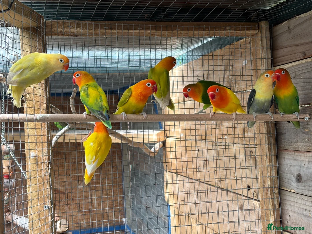 Lovebirds birds for sale: Fischer lovebirds  - Advert 1