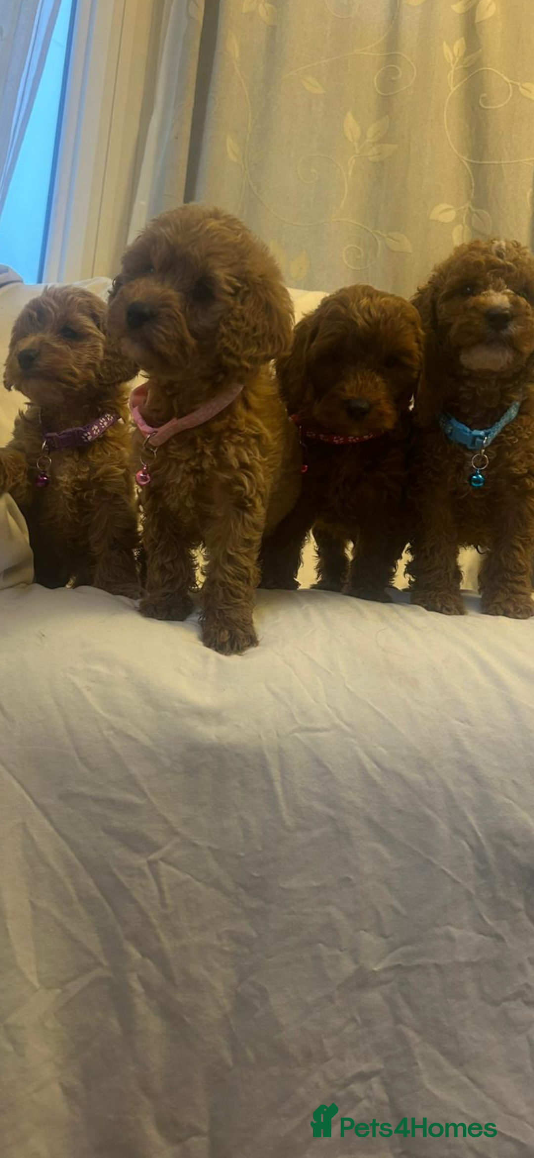 Cockapoo dogs for sale: Cockapoos - Advert 2