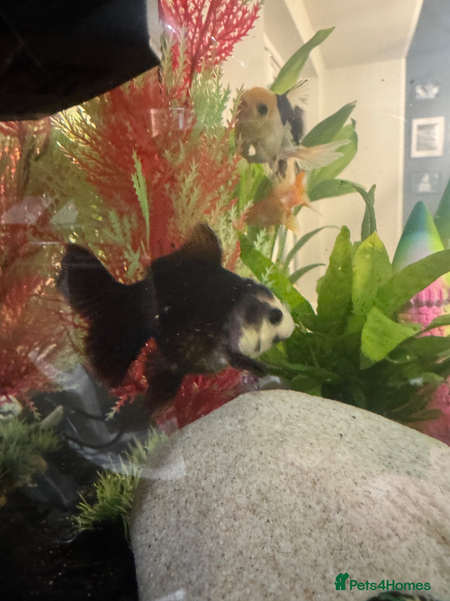 Fancy Goldfish fish for sale: Two Pandas and two fancy goldfish in Ashford - Advert 1