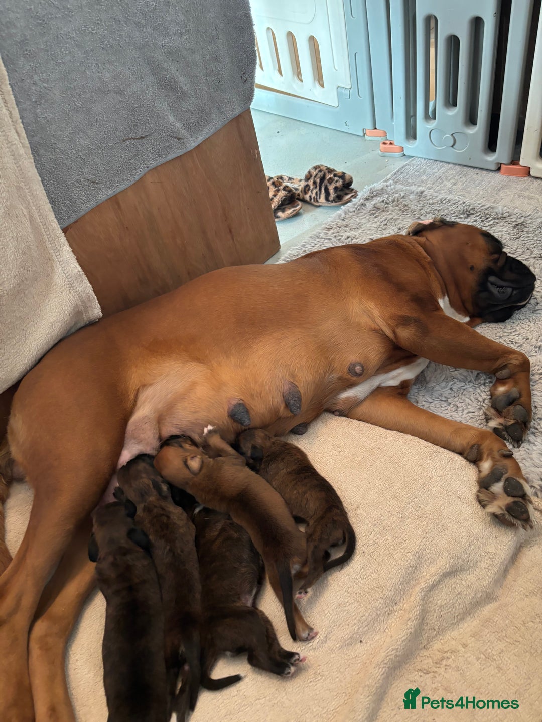 Boxer dogs for sale: KC registered boxer puppies  - Advert 12