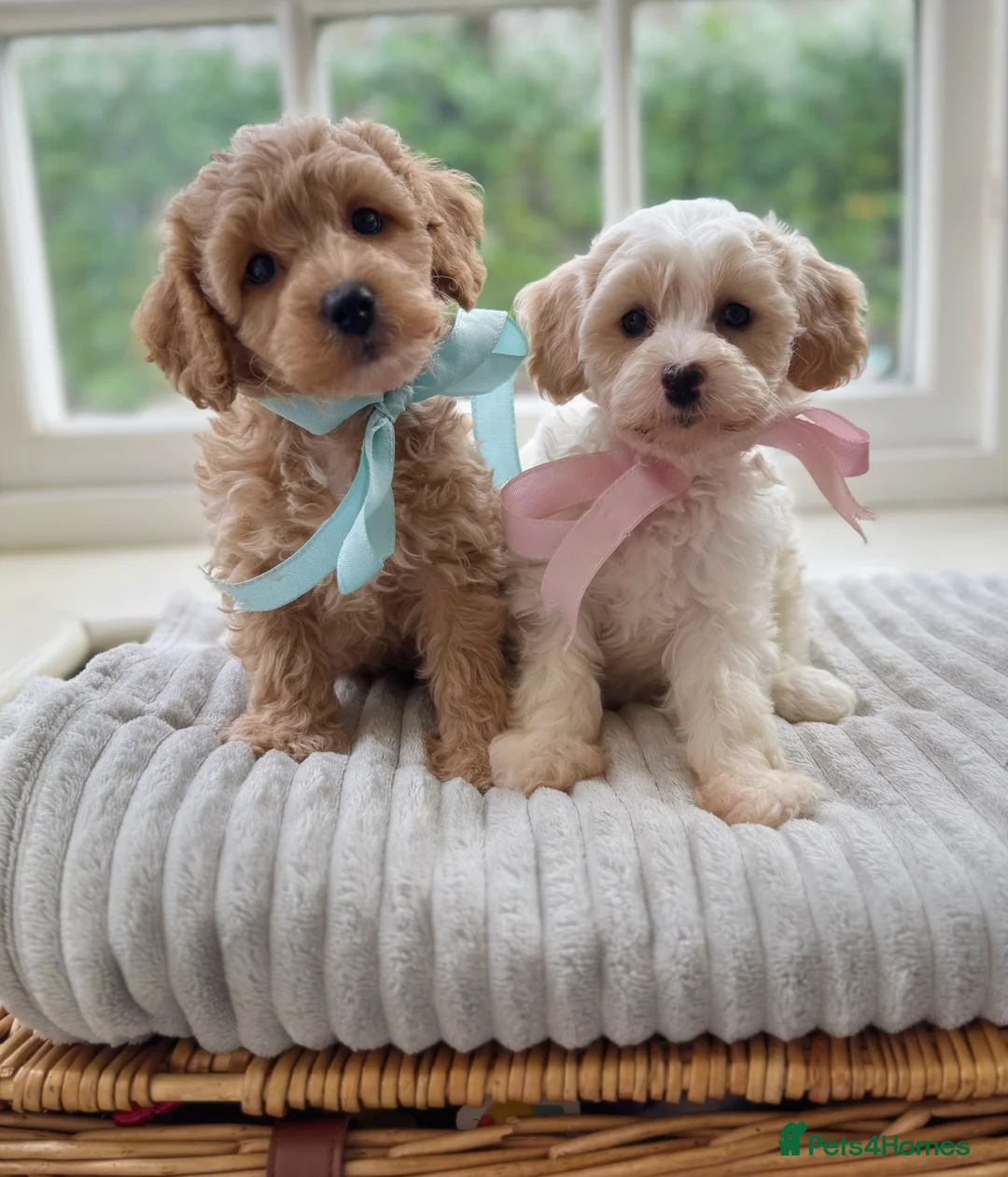 Mixed Breed dogs for sale: Shichon-poo Teddy bear - Advert 1