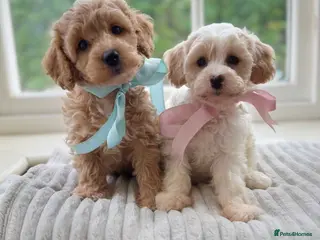 Mixed Breed dogs Shichon-poo Teddy bear - Advert 1