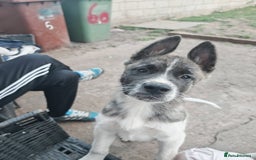 Akita dogs for sale: Akita puppy's ready now - Image 12