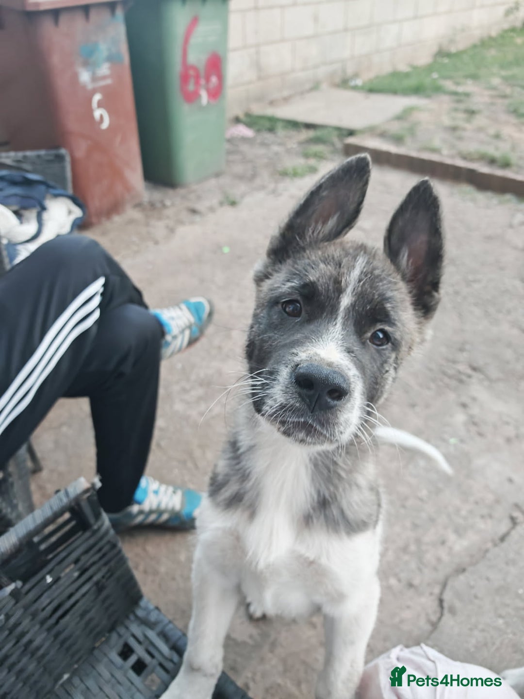 Akita dogs for sale: Akita puppy's ready now - Image 12