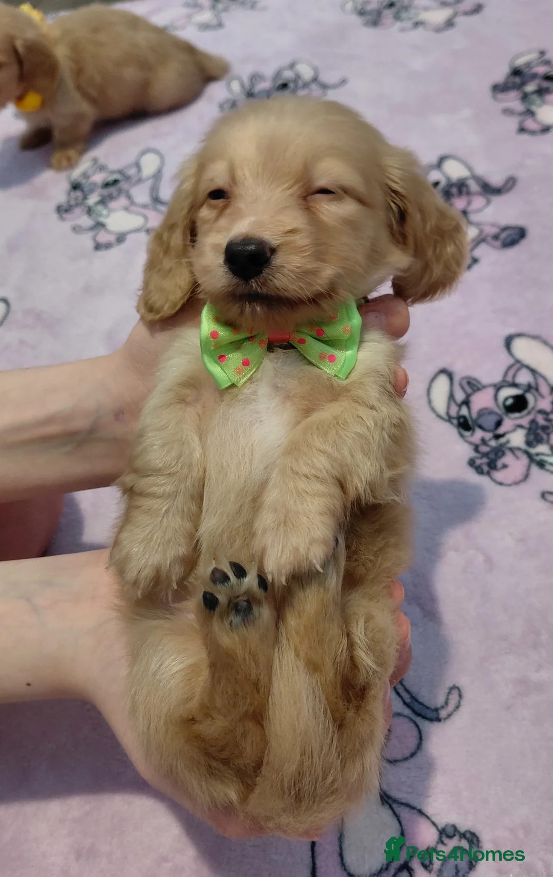 Miniature Dachshund dogs for sale: KC Reg. Longhaired Full Cream Mini Dachshunds 💛🐾 - Advert 18