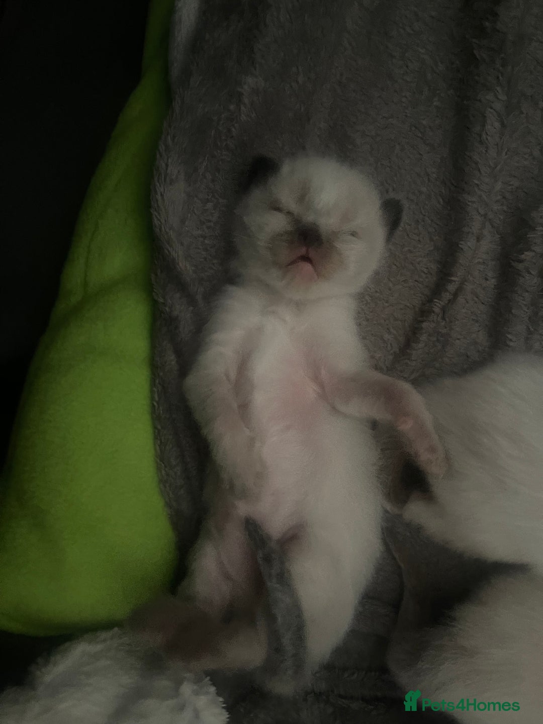 Ragdoll cats for sale: 🩵 Beautiful Ragdoll Kittens Ready at 12 Weeks! 🩵 - Image 34