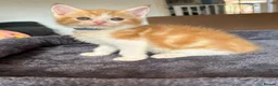 Mixed Breed cats for sale: 6 beautiful ginger kittens  - Advert 8