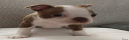 Boston Terrier dogs for sale: £1600 KC reg Boston terrier pups - Advert 3