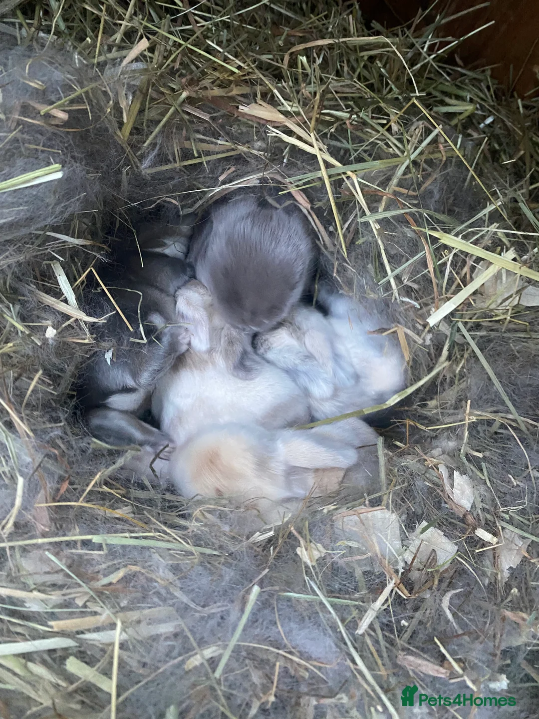 Mini Lop rabbits for sale: Mini lops  ( Est since 2014 ) - Advert 2