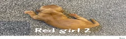 Cocker Spaniel dogs for sale: Show Type Cocker Spaniels HEALTH TESTED Parents - Advert 23