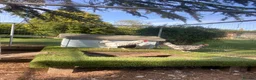 Chickens poultry for sale: Silver Hamburg bantam  in Morpeth - Advert 4