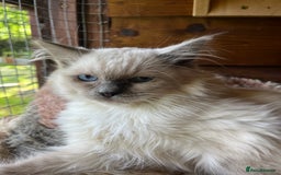 Ragdoll cats for sale:  Gorgeous purebred ragdoll kittens ready now  - Image 5