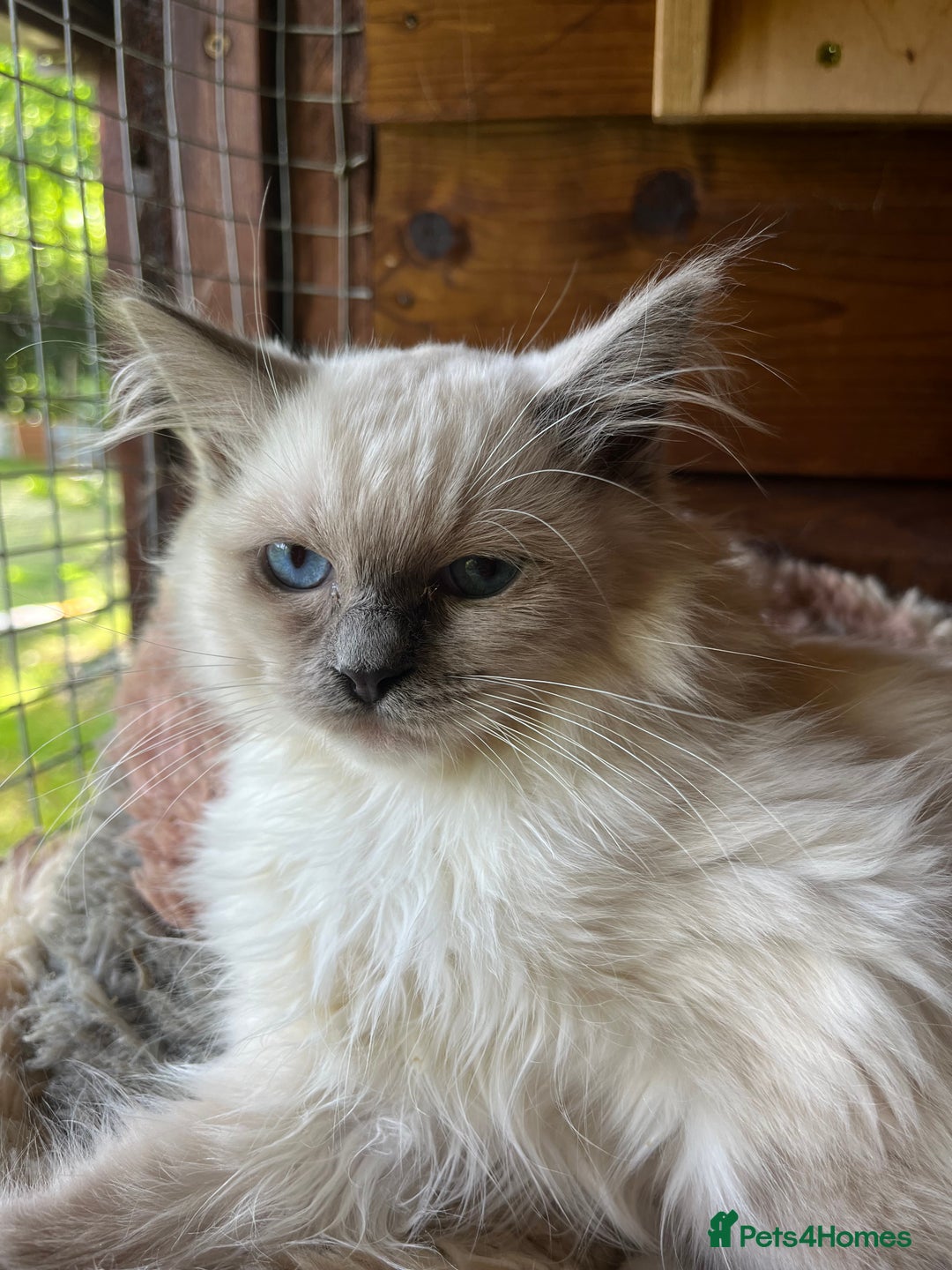 Ragdoll cats for sale:  Gorgeous purebred ragdoll kittens ready now  - Image 5