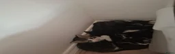 Mixed Breed cats for sale: Cute black white ginger stripe mix kittens - Advert 7
