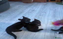 Mixed Breed cats for sale: 2 boys 1 girl  - Image 3