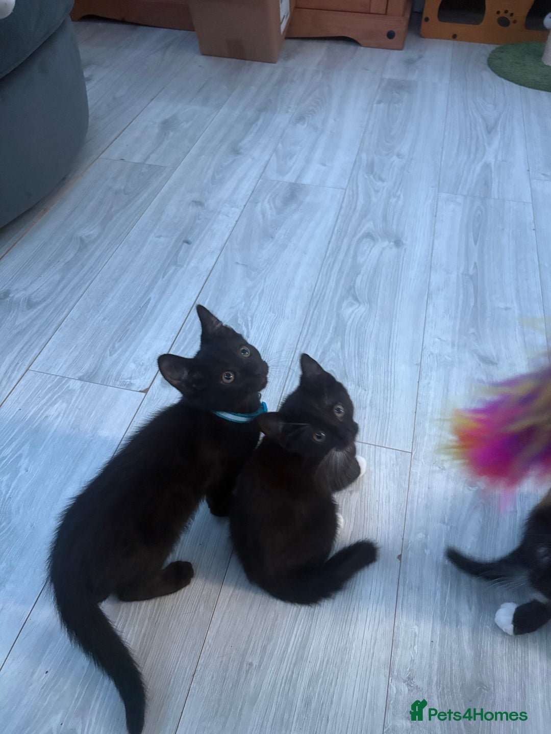 Mixed Breed cats for sale: 2 boys 1 girl  - Image 3