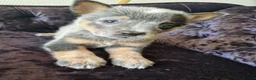 Australian Cattle Dog dogs for sale: 6 Stunning KC Australian cattle dog puppies  - Advert 6