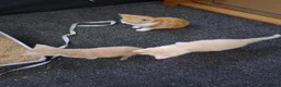Mixed Breed cats for sale: Kittens 4 sale - Advert 4