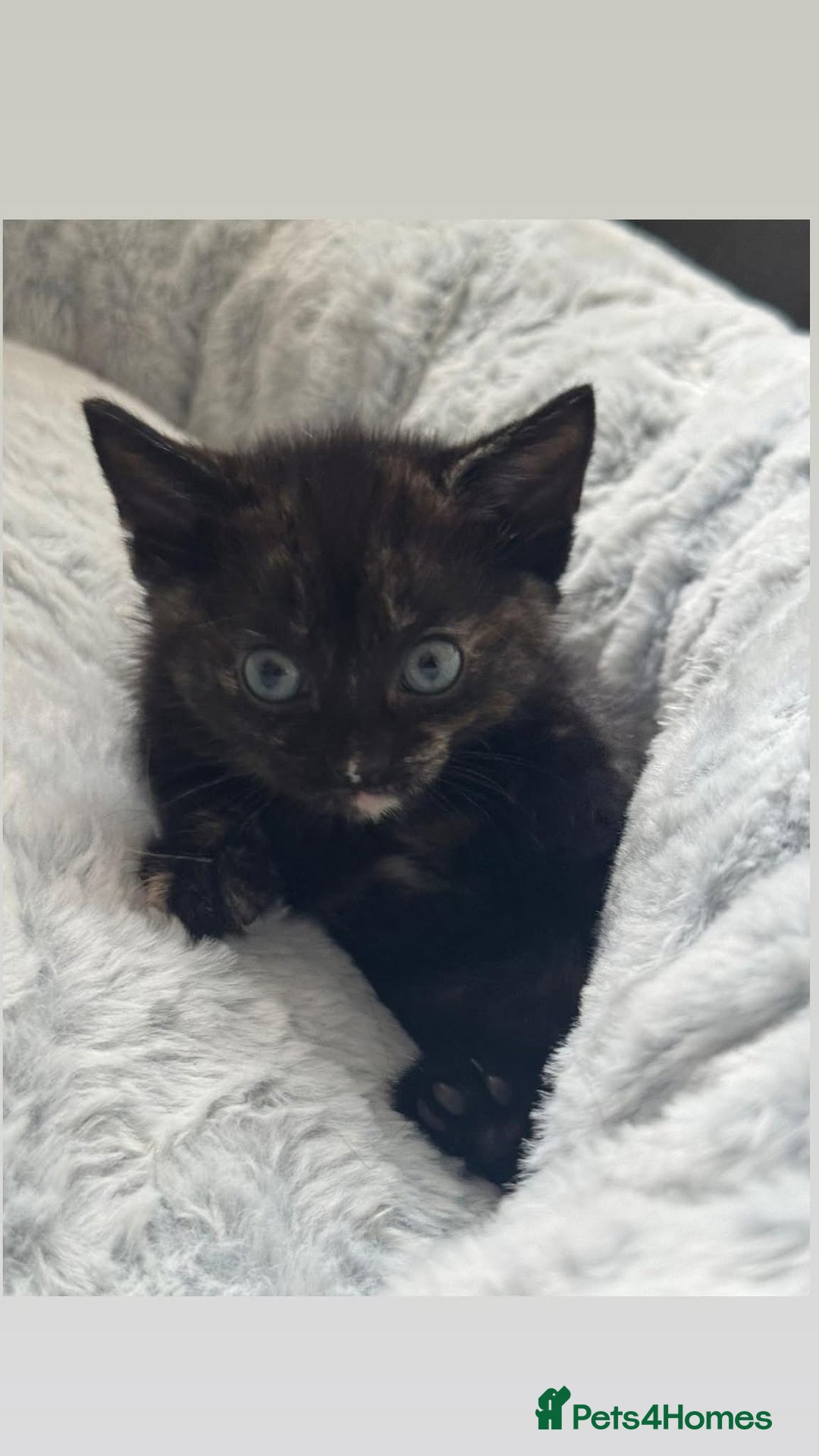 British Shorthair cats for sale: Beautiful kittens from black smoke mum  - Advert 5