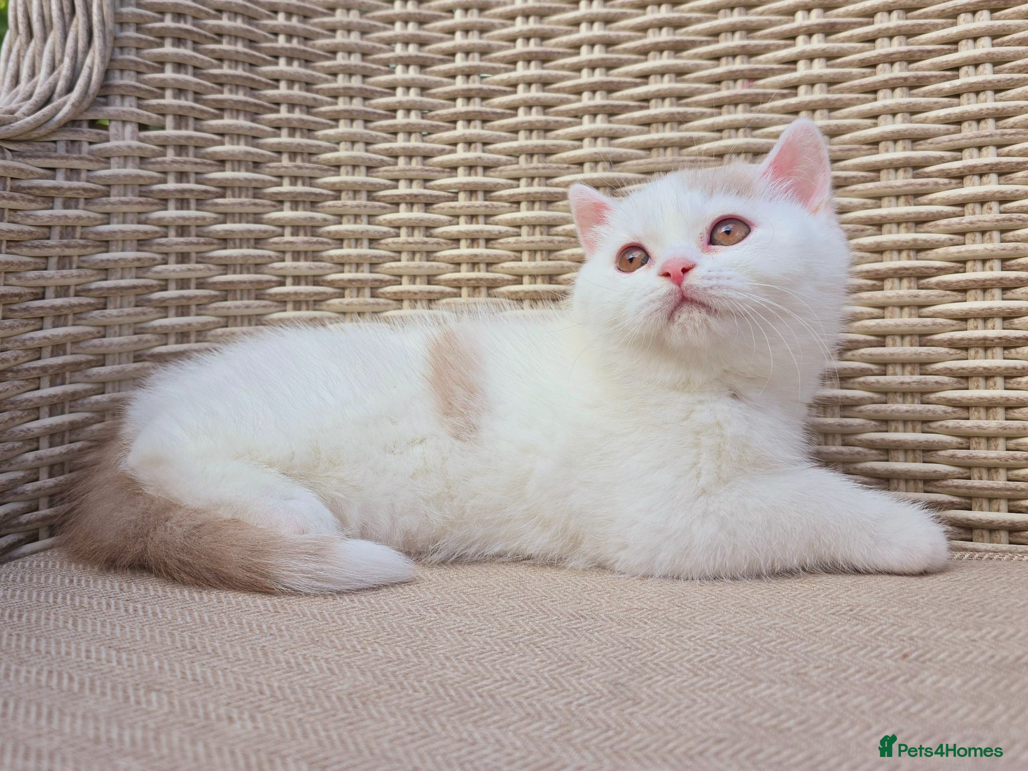 British Shorthair cats Stunning British Shorthair Kittens  - Advert 11