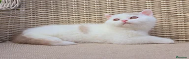 British Shorthair 2