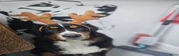 Bernese Mountain Dog dogs for sale: Bernese mountain dog (Bess). in Liverpool - Advert 19