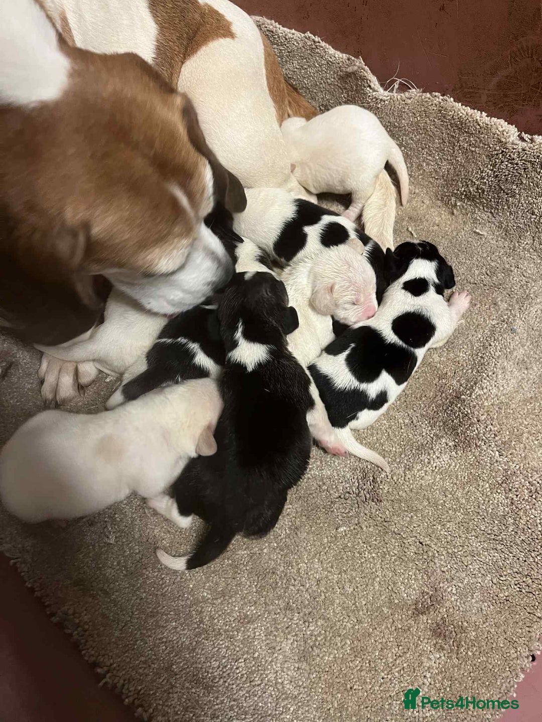 Beagle dogs for sale: Beautiful beagle puppies  - Image 9