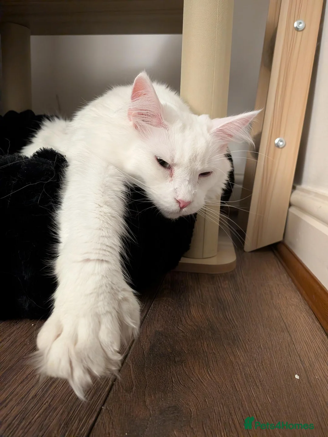 Maine Coon cats for sale: Maine coon sisters  - Advert 6