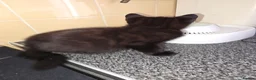Mixed Breed cats for sale: Kittens looking for forever home in Stowmarket - Advert 16